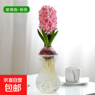 Imported hyacinth seed bulbs, water-cultured soil culture, winter hydroponics with buds, cold-resistant and easy-to-live flowers, potted plants, indoor flowers (selected) pink extra large balls, glass bottles + nutrient solution