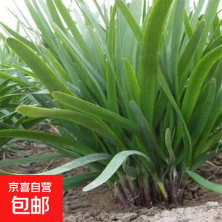 New leek root, fragrant leek root, small-leaf leek root, large-leaf leek root, garden green plants that can be planted and maintained in all seasons. 400 broad-leaf leek roots come with free fertilizer.