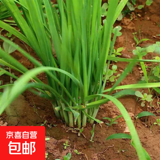 New leek root, fragrant leek root, small-leaf leek root, large-leaf leek root, garden green plants that can be planted and maintained in all seasons. 100 broad-leaf leek roots come with free fertilizer.