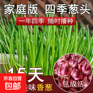 Four seasons chive seeds sichuan onion seeds onion seeds shallots onions red onions local shallot seeds wholesale onions 250g - half jin jin is equal to 0.5kg packed sichuan chives chives