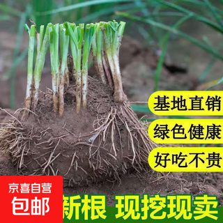 New leek root, fragrant leek root, small-leaf leek root, large-leaf leek root, garden green plants that can be planted and maintained in all seasons, 100 small-leaf leek roots, free fertilizer