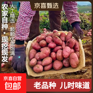 Inner mongolia red-skinned large potatoes, fresh yellow-heart potatoes, freshly dug potatoes, ground eggs, potato noodles, hot pot wholesale, red-skinned large potatoes, 5jin jin is equal to 0.5kg, single fruit 150g+