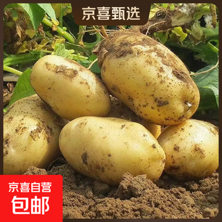 Shandong fresh yellow heart potatoes, farm-grown yellow potatoes, yellow heart potatoes, fresh vegetables, shandong yellow heart soybeans, large fruits 3 jin jin equal to 0.5 kg, including box