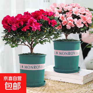 Rhododendron blooms in all seasons, azalea potted azalea seedlings, balcony living room with buds, lazy flowers, 1 pot, original soil pot + 1 gallon pot
