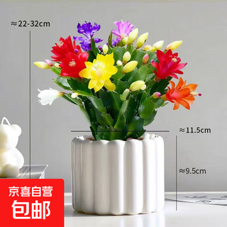 Clearance processing flower buds, crab claw orchids, green plant pots, indoor large seedlings, good for balcony maintenance, four-season flowering flowers, 3 mixed colors, 20-30 heads, with flower buds + tiramisu resin pot, repeated blooming in four seasons, cold-resistant + free nutrient soil
