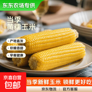 Dongdong farm exclusively supplies fresh sweet waxy corn, yellow, white and black waxy corn, vacuum corn, soft and waxy meal replacement breakfast, yellow waxy corn 180g-220g, 5 sticks
