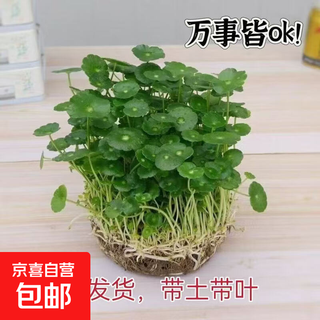 Copper money grass hydroponic potted indoor and outdoor flowers lucky money grass green plant formaldehyde absorbing green plant large leaf plant soil culture hydroponic copper money grass 1 pot with leaves
