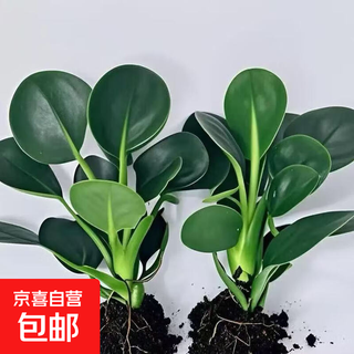 Round leaf drug king biyu princess douban green new year's eve flower ornaments plant table top four seasons evergreen flowers purify the air 2 jaspers free fertilizer