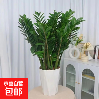 Money tree to attract wealth, large green plant in the living room, easy to maintain, formaldehyde-absorbing for opening housewarming gift, diamond-shaped white basin, height 65-75cm + bow tie 55-80cm