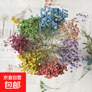 Gypsophila wholesale wholesale dried flowers mobile phone case diy real flower stickers real leaves material plant specimens chinese valentine's day white 2 pieces