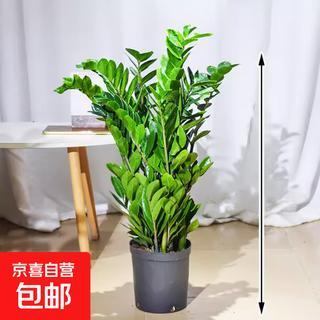 Money tree to attract wealth and treasure. large green plants in the living room are easy to feed. opening housewarming gift absorbs formaldehyde. simple bag pot height 65-75cm. 1 pot with multiple seedlings. free fertilizer 55-80cm.