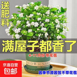 Jasmine seedling potted plant with buds jiuli xiang old pile mosquito repellent flower plant indoor strong fragrance blooms in all seasons and easy to grow large jasmine flowers 4-6 buds are full and pots are not included