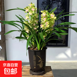 Strong-scented large-flowered orchid green plant potted new year's eve flowers with buds in autumn and winter. pandan 5 seedlings (flowering in autumn and winter) + antique flower pots