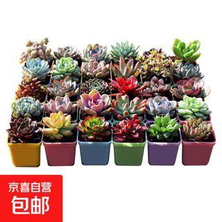 Succulent plant potted combination succulent peach egg jade dew ruby green plant flower gardening potted plant selected 10 non-duplicate + 10 black pots with soil