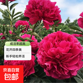 New peony flower seedlings with double petals and buds and large root blocks blooming in all seasons. perennial balcony and courtyard fragrant flower viewing potted plants. zifeng chaoyang. large flowers with fragrant double petals. artificially selected 8-year-old peony. blooms about 30 flowers + fertilizer.