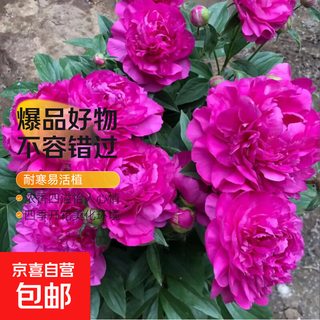 New peony flower seedlings, double petals with buds, large root blocks, blooming in all seasons, perennial balcony and courtyard fragrant flower viewing potted plants, dafugui, large flowers, fragrant double petals, hand-selected 6-year-old peony with a block of peony, blooming about 20 flowers + fertilizer