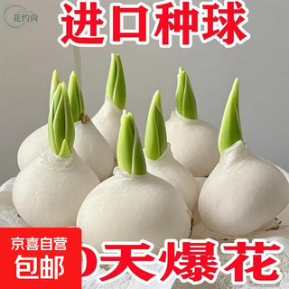 Imported dutch hydroponic tulip bulbs, indoor and outdoor water-cultured flower plant pots, four-season cold-resistant five-degree balls, mixed color 3 balls (circumference 3-5cm) + nutrient solution