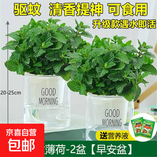 Lemon mint potted edible rosemary mint leaf seedlings mosquito repellent hydroponic flowers indoor green plants 2 pots medium pot mint (good morning pot) + 2 nutrient solution with pot