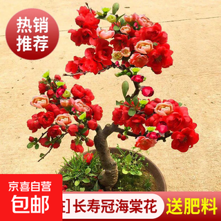 Begonia potted saplings, old piles, four-season blooming flowers, indoor flowers, courtyards, balconies, valuable green plants that are easy to feed. best-selling recommendations: longevity crown begonia + fertilizer (5-year old pile)