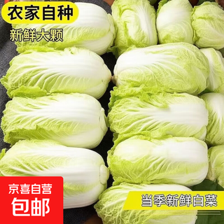 Yunnan plateau yellow cabbage, chinese cabbage, fresh vegetable cabbage, yellow cabbage, crispy and sweet, fresh baby cabbage 3jin jin equals 0.5kg