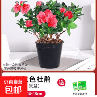 Rhododendron potted flower plants indoor balcony four seasons living room flowers with buds saplings green plants easy to maintain and live special offer 3 selected red azalea seedlings (without buds free nutritional fertilizer