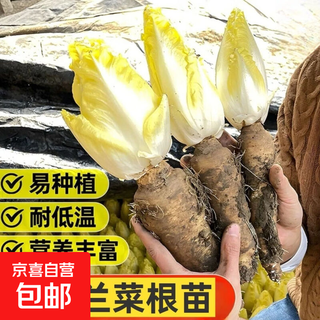 Golden magnolia root seedlings, european chicory roots, fresh softened yellow bud bulbs, potted plants, hydroponics, good potted plants for all seasons, 10 golden magnolia roots, free planting instructions