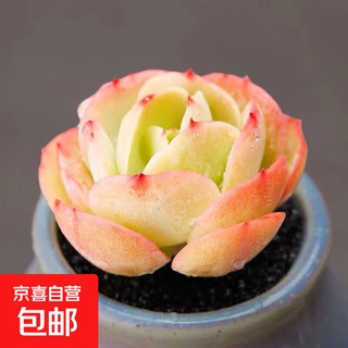 Succulent potted plants beginner package mini green plants dandan