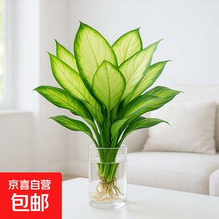 Marian hydroponic plant dieffenbachia easy to grow potted indoor rich bamboo office living room flowers purify the air marian 25-30 cm 3 trees without bottles
