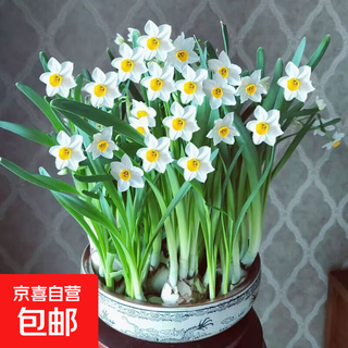 Authentic zhangzhou narcissus bulbs, hydroponic potted plants, lazy water-cultured flower bulbs, large balls, winter cold-resistant plants, 5 narcissus bulbs, bulb circumference about 15cm