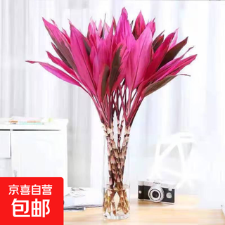 Red vermilion banana lucky bamboo hydroponic plant lucky flowers red leaves lucky bamboo for buddha good care chinese valentine's day gift fresh-cut hydroponic lucky bamboo 6 branches not bottle