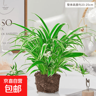 金边吊兰植物室内好养花卉盆栽吸除去面绿植甲醛水养15-25厘米高 金边吊兰+【原土球发货】送肥料