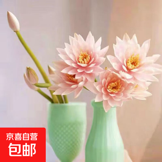 Water lilies flower base now picked from guangzhou straight hair with buds for home indoor maintenance chinese valentine's day gift flowers random color water lilies 30cm 10 branches