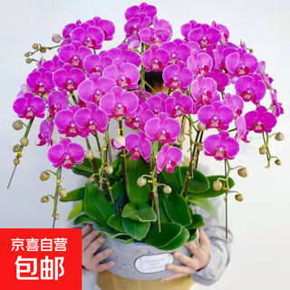 Phalaenopsis potted plants with foil and flower buds, autumn and winter living room orchids and large seedlings, indoor plants that are easy to maintain in all seasons. 5. purple wind chime (delivered with foil) comes with fertilizer and does not include pots.