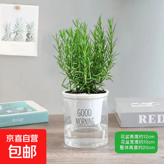 Rosemary seedling potted edible mosquito repellent plant vanilla mint seedling green plant indoor fried steak hydroponic flowers 1 rosemary pot with an overall height of about 25cm + gray starry water-absorbing basin + fertilizer