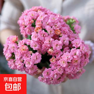 Kalanchoe potted plant with double large flowers and buds is a flower plant that blooms indoors in all seasons and is easy to grow. 2. palace powder (with buds) comes with fertilizer and does not include a pot.