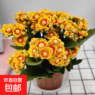 Kalanchoe potted plant with double large flowers and buds is a flower plant that blooms indoors in all seasons and is easy to grow. 13. the goddess lausanne (with buds) comes with fertilizer and does not include a pot.