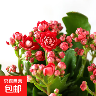 Kalanchoe potted plant with double large flowers and buds is a flower plant that blooms indoors in all seasons and is easy to grow. 7. luhong (with buds) comes with fertilizer and does not include a pot.