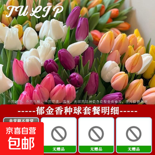 Imported hydroponic tulip bulbs, large five-degree bulbs, soil-cultivated tulip bulbs, cold-resistant, blooming in winter, easy to maintain, 1 bulb, trial planting/no gifts, 11-12cm circumference