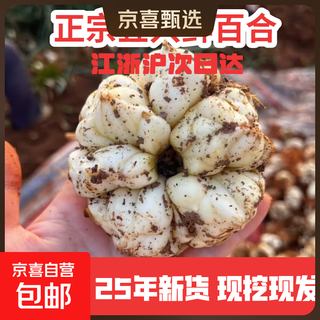 25 new arrivals, authentic yixing fresh lilies, freshly dug, medicinal and edible, slightly bitter, soft and glutinous, fresh fat-reduced fresh vegetables, one jin jin is equal to 0.5kg, large fruits (4 pieces)