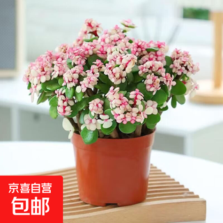 Potted hydroponic succulents indoor flowers office old pile green plants purify and nourish succulents bonsai small golden branches and jade leaves (clumps with multiple branches) original pots with pots