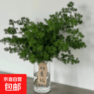 Сосна Пэнлай, зеленая сосновая вода для выращивания свежесрезанных ветвей, настоящие цветы, зелень леса, свежие цветы для офиса и дома, собирание удачи и богатства, сосна Пэнлай, 5 веток (50-60 см) + пищевой консервант