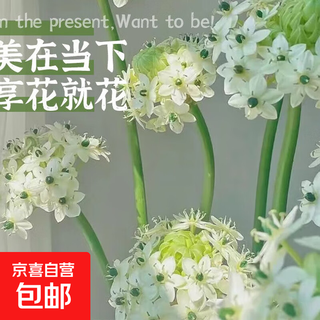 Velvet fresh-cut flowers, living room, office front desk decoration, home flowers, long-lasting flowers, 10 branches of velvet