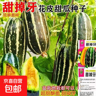 Sweet tooth-dropping rock sugar melon seeds, four-season high-yielding garden balcony potted fruit seeds rock sugar melon seeds, sweet tooth-dropping seeds/pack of about 100 capsules, 1 pack