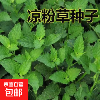 Bean grass seeds, fairy jelly seeds, fairy grass seeds, fairy grass seeds, fairy grass seeds, balcony potted plants, bean grass seeds/pack, about 300 capsules, 3 packs