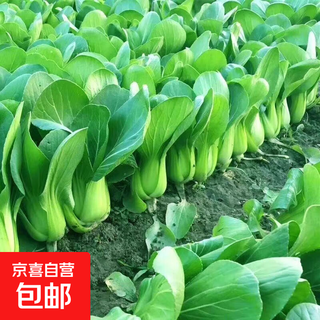 Original shanghai green four seasons spring autumn rapeseed cabbage small greens fresh vegetables april slow may slow pack shanghai green seeds 1 pack about 1000 tablets