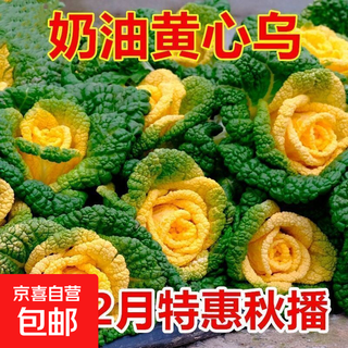 Yellow cabbage seeds, cold and wet-resistant, field garden planting with chrysanthemum hearts, creamy cabbage vegetable seeds, yellow cabbage seeds, 1 pack of about 1,000 capsules