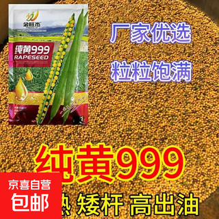 Pure yellow 999 rapeseed yellow seed granules for oil extraction, early maturity, high oil rate, short stems, cold resistance, disease resistance and lodging resistance. pure yellow 999 rapeseed seeds, 1 pack about 150 grams