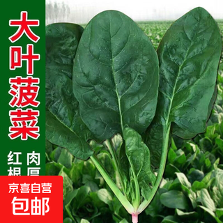 Autumn and winter spinach, large-leaf spinach sown in all seasons, cold-resistant garden balcony potted plant, easy to grow spinach in all seasons, 3 packs of about 3,000 large-leaf spinach seeds