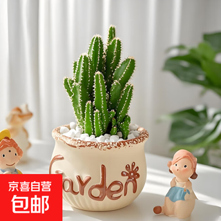 Combinación de plantas suculentas, pequeña planta en maceta de interior con suelo de maceta de cerámica, pila antigua, planta verde de cactus de alta gama wanzhongshan + lavabo para tomar el sol