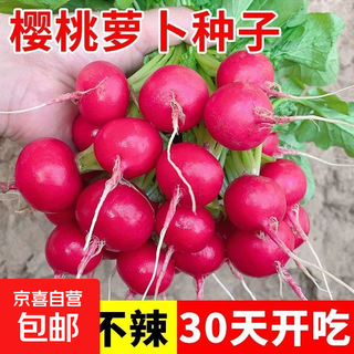 Four seasons sowing cherry radish seeds vegetable seeds farm balcony pastoral potted ground fruit radish seeds 1 pack of about 300 red cherry radish seeds